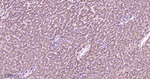 PKC alpha Antibody in Immunohistochemistry (Paraffin) (IHC (P))
