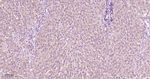 PKC alpha Antibody in Immunohistochemistry (Paraffin) (IHC (P))