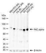PKC alpha Antibody in Western Blot (WB)