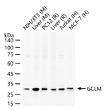 GCLM Recombinant Rabbit Monoclonal Antibody (8F7)