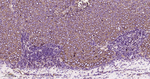 CD29 Antibody in Immunohistochemistry (Paraffin) (IHC (P))
