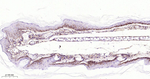 CD29 Antibody in Immunohistochemistry (Paraffin) (IHC (P))
