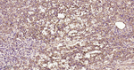 CD29 Recombinant Rabbit Monoclonal Antibody (4A10)