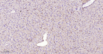 CD29 Antibody in Immunohistochemistry (Paraffin) (IHC (P))