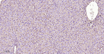 CD29 Antibody in Immunohistochemistry (Paraffin) (IHC (P))