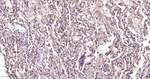 CD29 Antibody in Immunohistochemistry (Paraffin) (IHC (P))