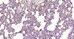 CD29 Antibody in Immunohistochemistry (Paraffin) (IHC (P))