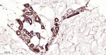 CD29 Antibody in Immunohistochemistry (Paraffin) (IHC (P))