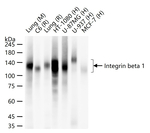 CD29 Antibody in Western Blot (WB)