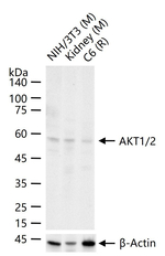 AKT1/AKT2 Antibody in Western Blot (WB)
