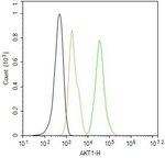 AKT1 Antibody in Flow Cytometry (Flow)
