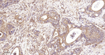AKT1 Antibody in Immunohistochemistry (Paraffin) (IHC (P))