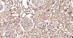 AKT1 Antibody in Immunohistochemistry (Paraffin) (IHC (P))