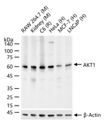 AKT1 Antibody in Western Blot (WB)