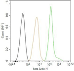 beta Actin Antibody in Flow Cytometry (Flow)