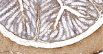 beta Actin Antibody in Immunohistochemistry (Paraffin) (IHC (P))