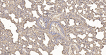 beta Actin Antibody in Immunohistochemistry (Paraffin) (IHC (P))