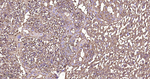 beta Actin Antibody in Immunohistochemistry (Paraffin) (IHC (P))