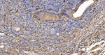 beta Actin Antibody in Immunohistochemistry (Paraffin) (IHC (P))