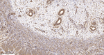 beta Actin Antibody in Immunohistochemistry (Paraffin) (IHC (P))
