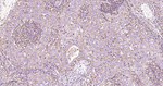 beta Actin Antibody in Immunohistochemistry (Paraffin) (IHC (P))