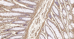 beta Actin Antibody in Immunohistochemistry (Paraffin) (IHC (P))