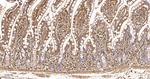 beta Actin Recombinant Rabbit Monoclonal Antibody (2B3)