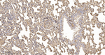 beta Actin Antibody in Immunohistochemistry (Paraffin) (IHC (P))
