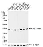 beta Actin Antibody in Western Blot (WB)