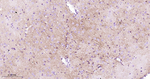 SSEA1 Antibody in Immunohistochemistry (Paraffin) (IHC (P))
