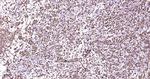 SSEA1 Monoclonal Antibody (11B2)