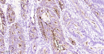 SSEA1 Antibody in Immunohistochemistry (Paraffin) (IHC (P))