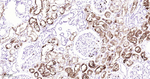 SSEA1 Antibody in Immunohistochemistry (Paraffin) (IHC (P))