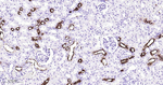 SSEA1 Antibody in Immunohistochemistry (Paraffin) (IHC (P))