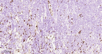 SSEA1 Antibody in Immunohistochemistry (Paraffin) (IHC (P))