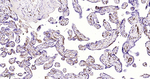 SSEA1 Antibody in Immunohistochemistry (Paraffin) (IHC (P))