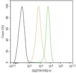 SQSTM1 Antibody in Flow Cytometry (Flow)