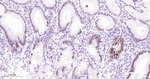 SQSTM1 Antibody in Immunohistochemistry (Paraffin) (IHC (P))