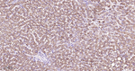 ACADM Antibody in Immunohistochemistry (Paraffin) (IHC (P))