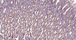 ACADM Antibody in Immunohistochemistry (Paraffin) (IHC (P))