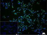 Thyroglobulin Recombinant Rabbit Monoclonal Antibody (6C9)