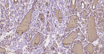 Thyroglobulin Antibody in Immunohistochemistry (Paraffin) (IHC (P))