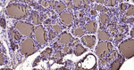 Thyroglobulin Antibody in Immunohistochemistry (Paraffin) (IHC (P))