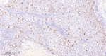 Cyclin B1 Antibody in Immunohistochemistry (Paraffin) (IHC (P))