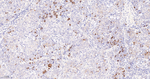 Cyclin B1 Antibody in Immunohistochemistry (Paraffin) (IHC (P))