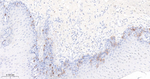Cyclin B1 Antibody in Immunohistochemistry (Paraffin) (IHC (P))