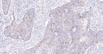 Cyclin B1 Antibody in Immunohistochemistry (Paraffin) (IHC (P))