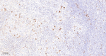 Cyclin B1 Recombinant Rabbit Monoclonal Antibody (5F7)