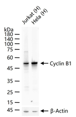 Cyclin B1 Antibody in Western Blot (WB)