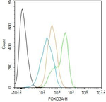 FOXO3A Antibody in Flow Cytometry (Flow)